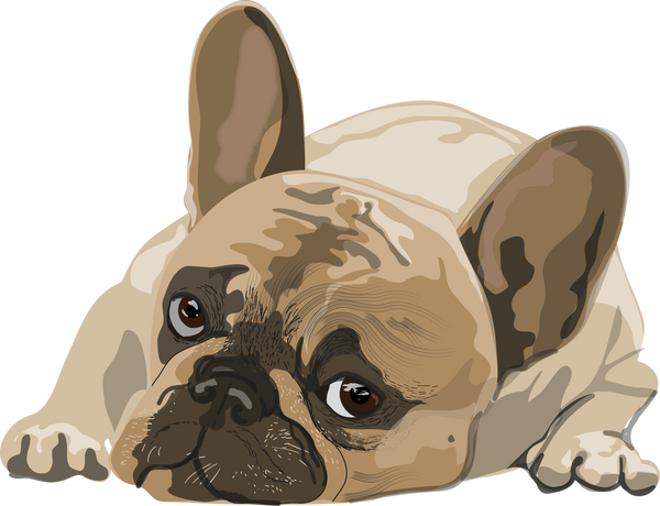 Illustration of a Dog